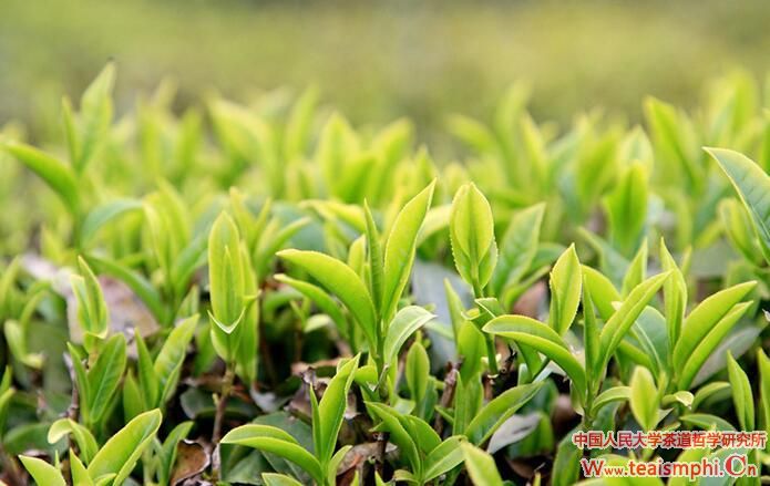 茶树的特征和生长条件