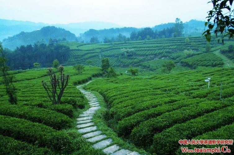 陈忆芳 ：发掘比较优势 ，推进云南茶叶产业化发展——以大益集团茶企业为例
