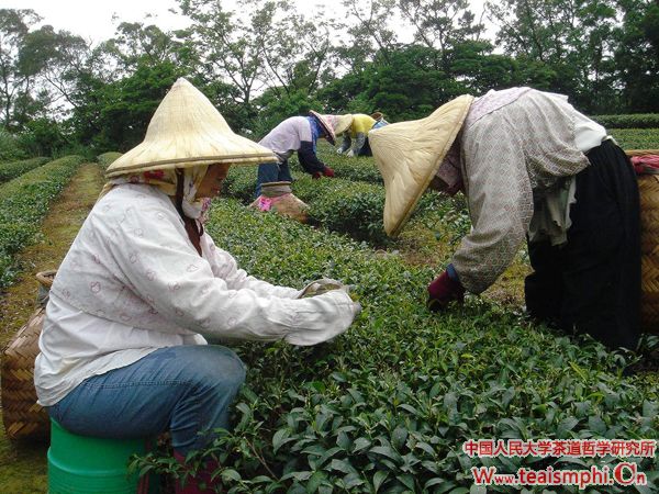 李锡洪 ：非凡“茶人”