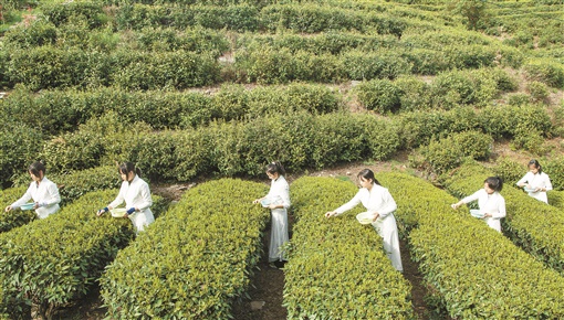 蒋敏 ：论传统茶文化与现代科技的互动与融合